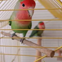 یک جفت کوتوله برزیلی