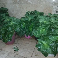 گل قاشقی بزرگ|گل و گیاه طبیعی|شهریار, شهرک وائین|دیوار