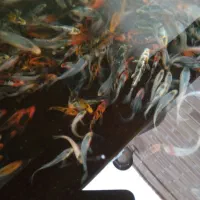 فروش ماهی کوی|ماهی|یزد, |دیوار