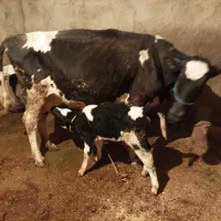 گاو و گوساله