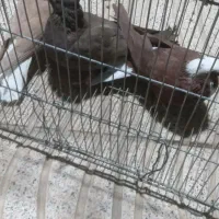 ۳عددکبوتر بفروش می‌رسد|پرنده|بناب, |دیوار