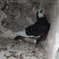 کبوتر غریب گیری