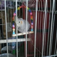 فروش عروس هلندی|پرنده|تهران, جلیلی|دیوار