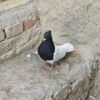 کله سیا کلایی یا سرسیا