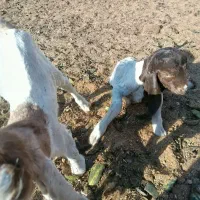 بزغاله نر و ماده|حیوانات مزرعه|سبزوار, قصبه شرقی|دیوار