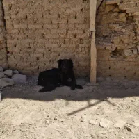 سگ نر|سگ|سامان, |دیوار