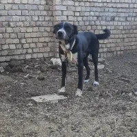 واگذاری سگ|سگ|معصومیه, |دیوار