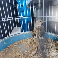 طرقی نر با قفس