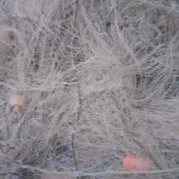 تورماهیگیری