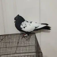 سینه ای نر|پرنده|یاسوج, |دیوار