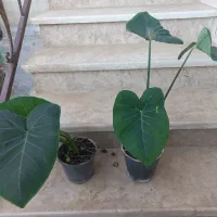 گلهای سرحال فقط ۶۰ تومان|گل و گیاه طبیعی|رامیان, |دیوار