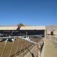 گارکردامداری|استخدام صنعتی، فنی، مهندسی|نیشابور, فضل|دیوار