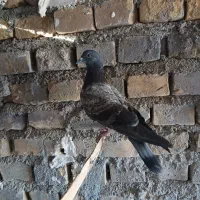 کفتر|پرنده|اردکان, |دیوار
