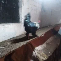 مرغ وخروس مرندی|حراج|اسکو, |دیوار