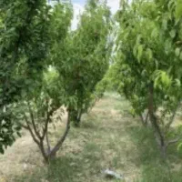 باغچه-چهاردیواری-سند-تک-برگ-جنگل