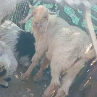 فروش بزغاله نر|حیوانات مزرعه|کهنوج, |دیوار