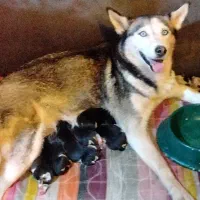 توله هاسکی اصیل(عکس دومم پدر مادر هستن)