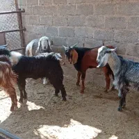 کهری چاق چاق|حیوانات مزرعه|ایزدخواست, |دیوار