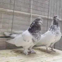 ۲۵ جفت کبوتر نامبروان کاشان|پرنده|کاشان, راوند|دیوار