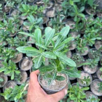 فروش گل آدنیوم در رشت|گل و گیاه طبیعی|رشت, بیجارپس|دیوار