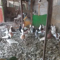 کبوتر خوشرنگ .در گویم .گو دگویم آفتاب ۲|پرنده|شیراز, شهرک قمشه|دیوار