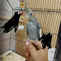 جوجه عروس هلندی نر|پرنده|شیراز, رکن‌آباد|دیوار