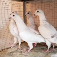 کبوتر.سار اوغون المانی اوغون المانی سار سرور کاکلی