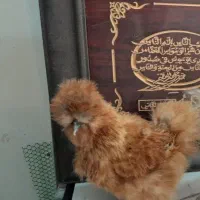 مرغ ابریشمی خوشگل