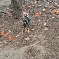 چهل تاج خوش رنگ