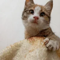 گمشده|حیوانات|مشهد, نوغان|دیوار