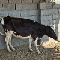 ماده گاو  و جلب