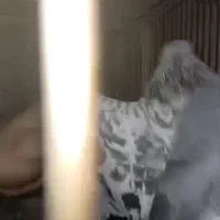 کبوتر.چاپی|پرنده|تهران, تهرانسر شمالی|دیوار