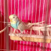 مرغ عشق|پرنده|چناران, |دیوار