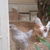 ۳ مرغ خروس محلی