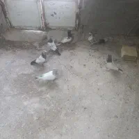 جوجه کله سیاه وکله دم سبز پرشی|پرنده|زیباشهر, |دیوار