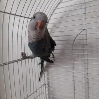 طوطی راهب|پرنده|ارومیه, |دیوار