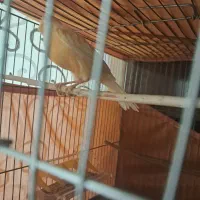 قناری نر پرتقالی|پرنده|اردبیل, |دیوار