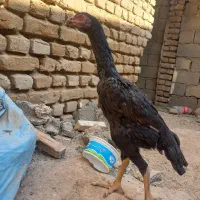 جوجه لاری اوشامو|حیوانات مزرعه|تنکمان, |دیوار