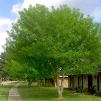 نهال زبان گنجشک ۲ساله فقط ۲۵هزار تومن