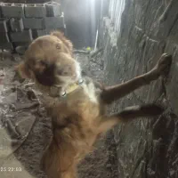 سگ برای نگهبانی|سگ|رفسنجان, |دیوار