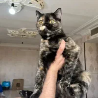 بریتیش ۸ ماهه