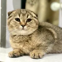 واگذاری بچه گربه اسکاتیش دبل فولد