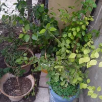 تعداد زیادی گل طبیعی حراج شد با تخفیف|گل و گیاه طبیعی|شیراز, سایت اداری|دیوار