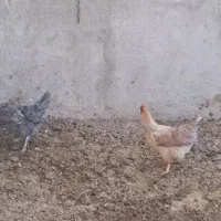 خروس دورگه و مرغ محلی|حیوانات مزرعه|رامند, |دیوار