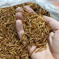 کرم میل ورم خشک تازه و درجه یک