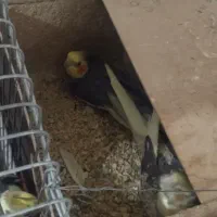 عروس هلندی|پرنده|اردکان, |دیوار