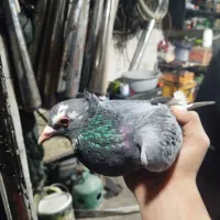 بدرنگ پلنگ ریشی