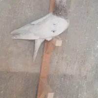 سرور گرفتنی حریف|پرنده|شیراز, تندگویان|دیوار