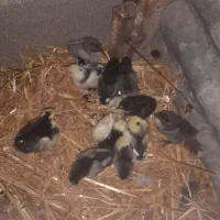 جوجه گلین لری|حیوانات مزرعه|سرخنکلاته, |دیوار