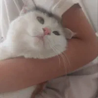 گربه پشمالو|گربه|میبد, |دیوار